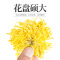 杞里香(QiLiXiang) 金丝皇菊3g*1罐 (10小袋) 菊花茶一朵一杯花草茶 营养保健可搭金银花枸杞