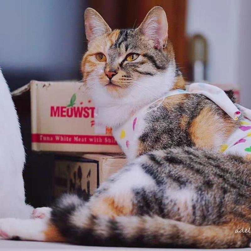 图书>期刊/杂志>男士>图书其它>s(胸围25-40建议3-6斤)猫圈4-8斤母猫