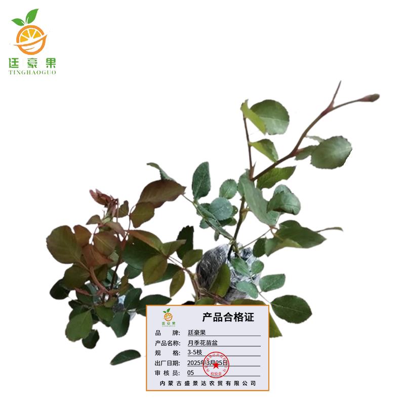 廷豪果 月季花 3-5枝 /盆高清大图