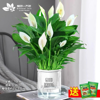 白掌一帆风顺盆栽水培植物绿萝箩花卉室内花绿植红掌发财树吸甲醛 店主推荐特级白掌10-12株带花+早安盆+营养液