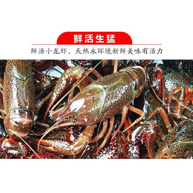 鲜活小龙虾 3斤装 79虾