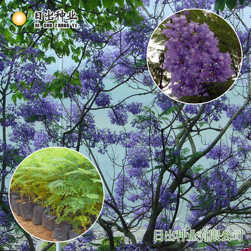 播种蓝花楹种子蓝花楹净种子带壳种子绿化树种蓝雾树报价 参数 图片 视频 怎么样 问答 苏宁易购