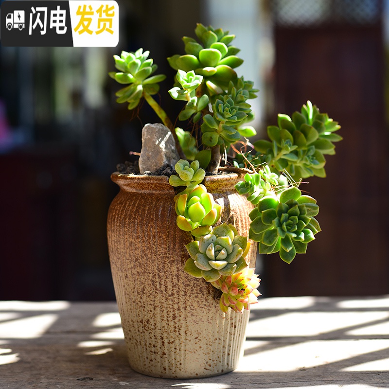 三维工匠多肉花盆创意个性大口径 陶瓷肉肉植物粗陶透气 老桩法师陶土拼盘 [WH8-1(紫)] 大花盆容器高清大图