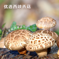 仲景香菇酱礼盒 蘑菇酱原味香辣2口味组合装 河南南阳特产 下板菜拌面酱