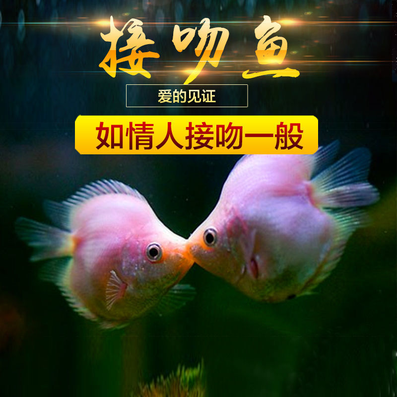 可爱kiss亲嘴鱼接吻鱼萌萌哒鱼热带观赏鱼 3-4cm 4条