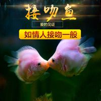 可爱kiss亲嘴鱼接吻鱼萌萌哒鱼热带观赏鱼 3-4cm 4条