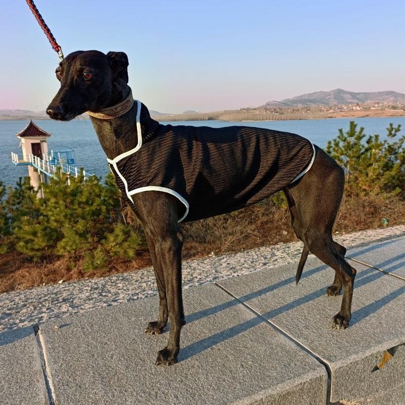 肩高格力犬狗衣服惠比特狗棉服细狗加绒加厚狗衣服格惠灵缇犬狗马甲