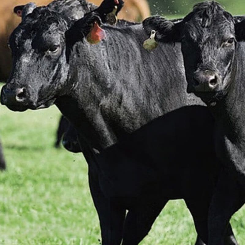 首鲜码头原切进口安格斯谷饲牛排礼盒含战斧眼肉西冷上脑团购含眼肉西冷上脑T骨14种共3280g图片