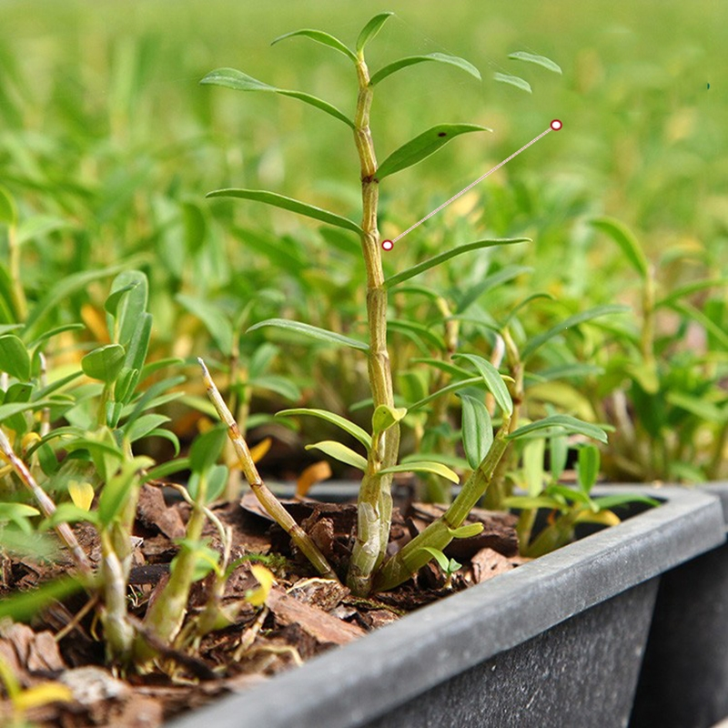 回固铁皮石斛大鲜苗盆栽景室内兰花香桌面种花卉绿植