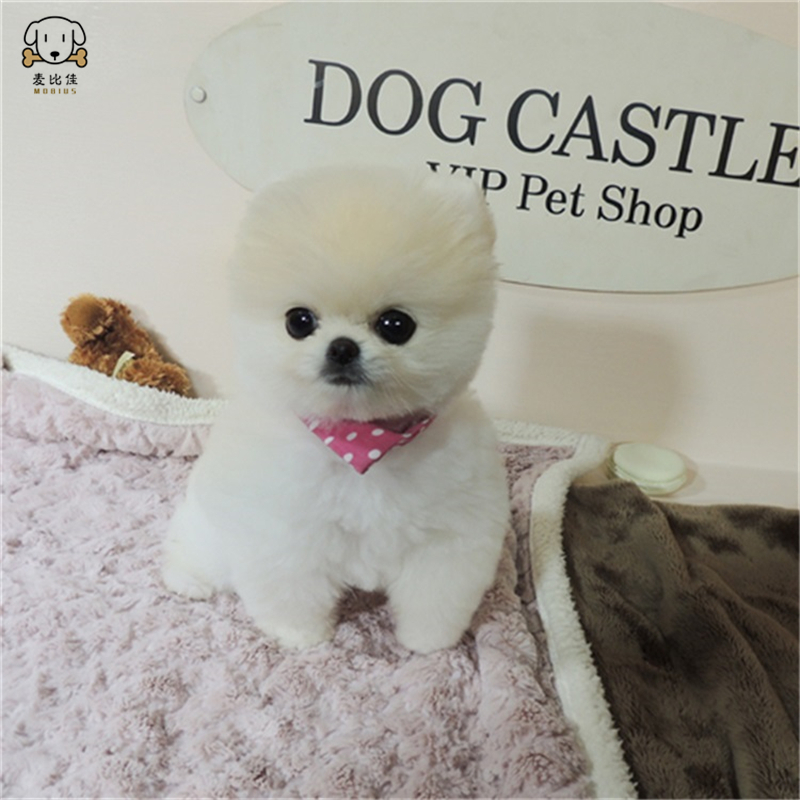 麦比佳 狗狗活体 纯种博美犬幼犬 活体宠物狗狗哈多利系球体博美狗 玩具型博美犬 茶杯犬 长不大博美日系俊介犬 视频挑选高清大图