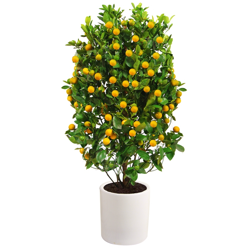 古达金桔树带果大树盆栽室内客厅观果植物金橘树盆景过年开业送礼绿植
