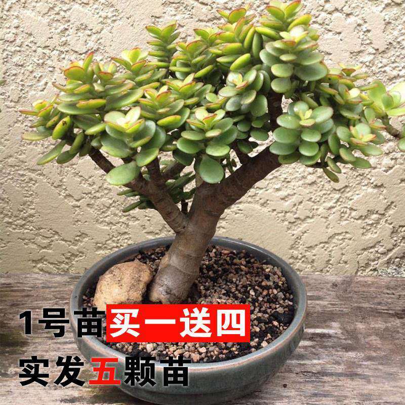 特价玉树盆栽大叶玉树花厚脸皮燕子掌室内客厅多肉植物老桩邮