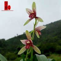 建兰四季兰兰花苗夏带花苞出售好养易活绿植花卉盆栽收藏店铺并购买送兰花专用肥不含盆