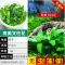 爬地矮珍珠前景水草植物日本水下叶鱼缸造景水培真草古法养鱼趴地