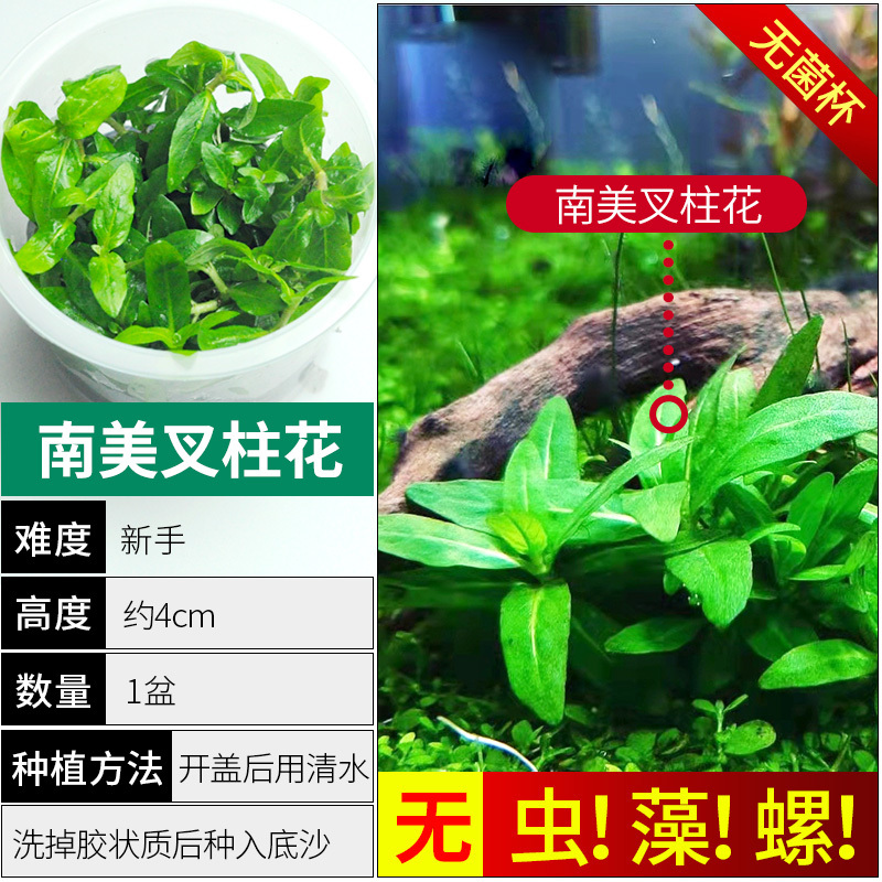 爬地矮珍珠前景水草植物日本水下叶鱼缸造景水培真草古法养鱼趴地