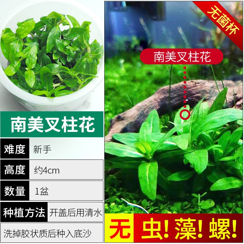 爬地矮珍珠前景水草植物日本水下叶鱼缸造景水培真草古法养鱼趴地图片