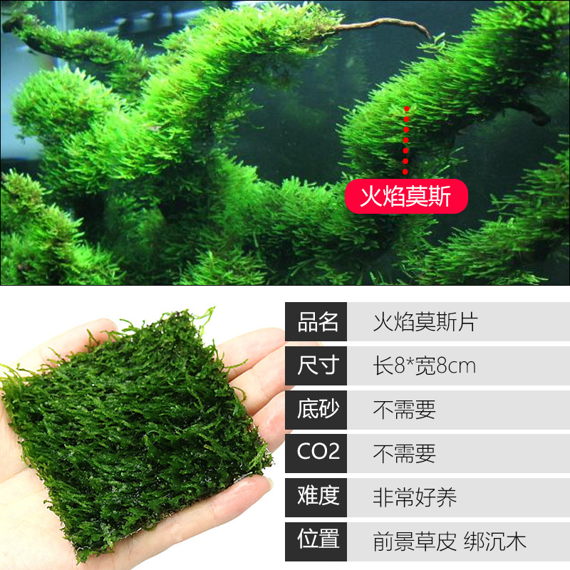 大九叶皇冠草真水草鱼缸装饰懒人水草淡水有茎类中后景性草