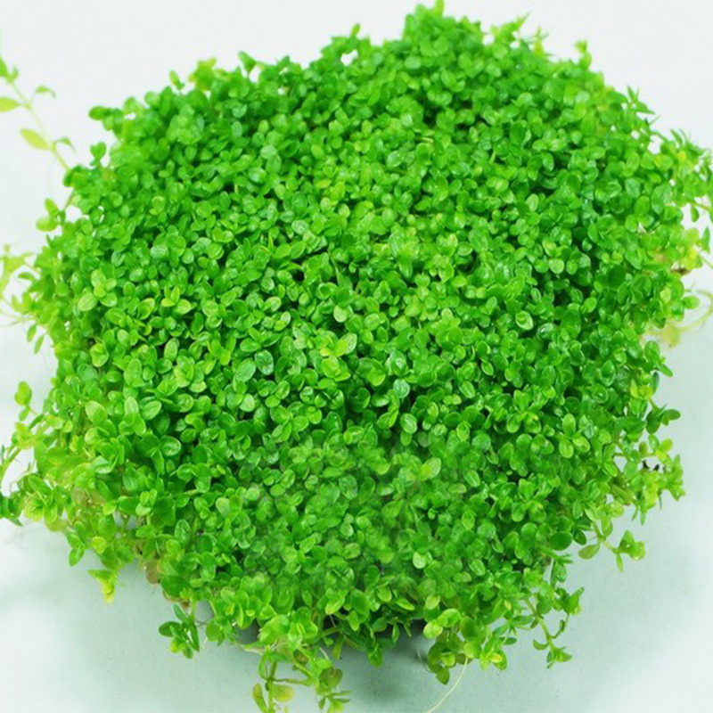 正楷 水草种子 水族造景 大对叶 迷你对叶鱼缸前景草后景草 速成草坪