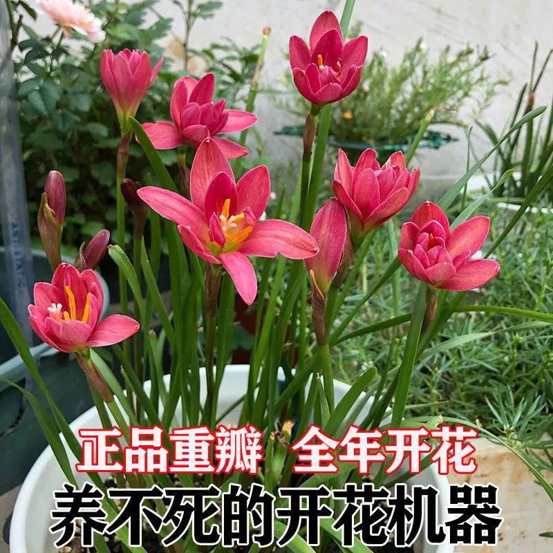 风雨兰种苗盆栽绿植葱兰石蒜吊兰花花卉球根四季室内花坛庭院植物 5颗装[套餐推荐]含盆+土+生根粉