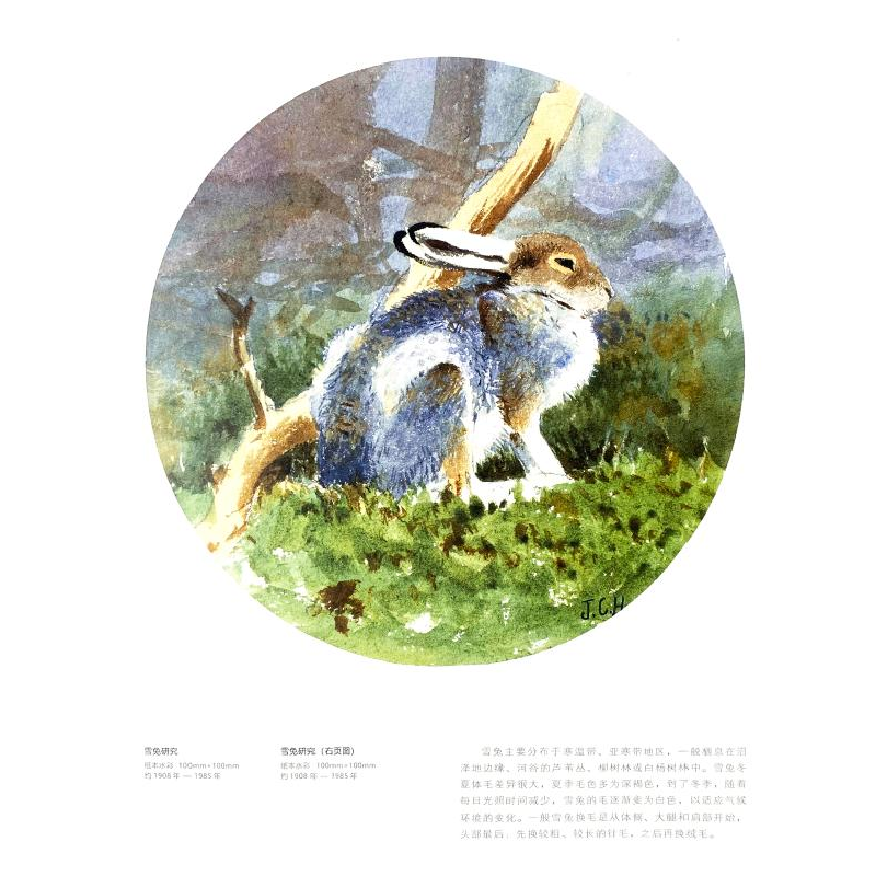 醉染图书百态动物插画集9787514930955高清大图