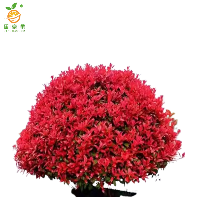 廷豪果 红叶石楠球 冠幅80cm /棵高清大图