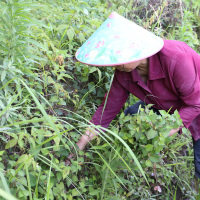 【买1送1】鱼腥 鱼腥干新鲜折耳根鱼心正品泡茶鱼腥茶