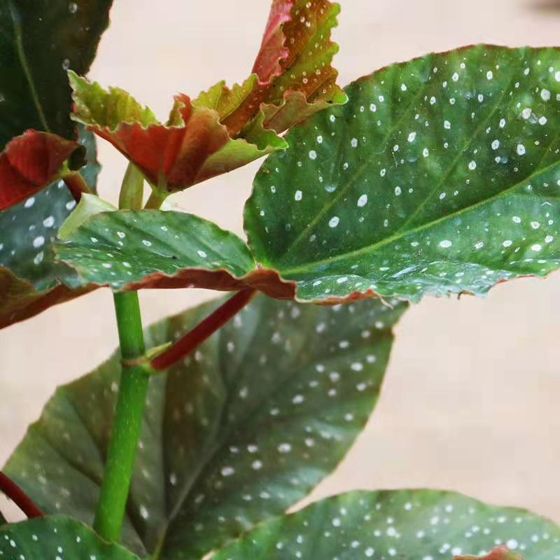竹节海棠花盆栽大叶斑点四季斑叶竹节秋海棠花卉绿植物室内花 竹节海棠20公分高