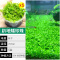 爬地矮珍珠前景水草植物日本水下叶鱼缸造景水培真草古法养鱼趴地