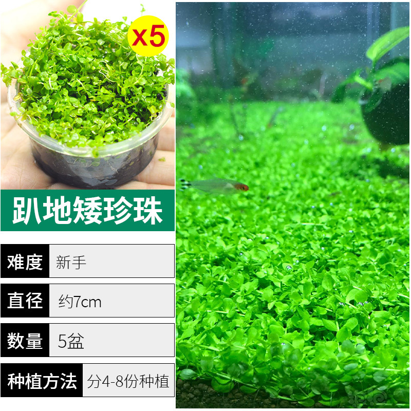 爬地矮珍珠前景水草植物日本水下叶鱼缸造景水培真草古法养鱼趴地