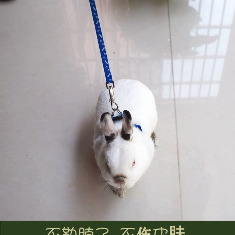 *建议2-8斤用 牵引绳子伸缩溜兔绳带链子牵兔绳兔兔垂耳兔龙猫小