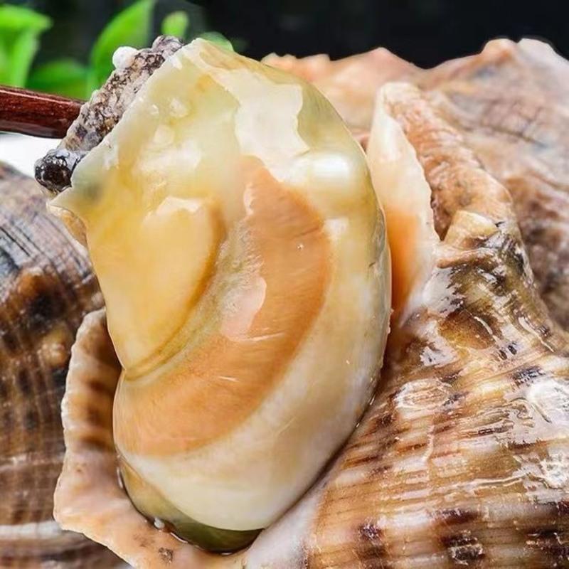 赛卡伊海鲜螺类鲜活特大海螺贝壳类非花螺壳薄肉多