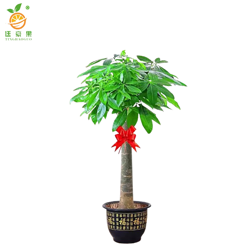 廷豪果 发财树独干 1.8-2米 /棵高清大图