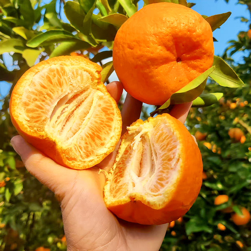 【西沛生鲜】新鲜椪柑 净重3斤 芦柑子新鲜水果当季椪柑现发整箱柑橘酸甜鲜果橘子