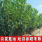 诚智旺 樱桃树苗 Ф20mm/束