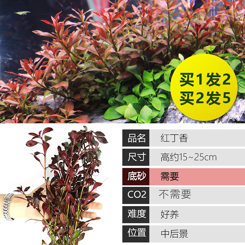 大九叶皇冠草真水草鱼缸装饰懒人水草淡水有茎类中后景性草