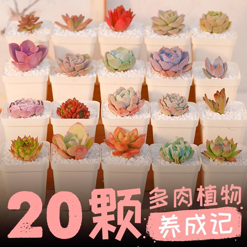 多肉植物组合拼盘套餐绿植办公桌小盆栽萌多肉肉植物组合套餐20颗植物2-5cm随机不重复