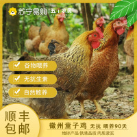 [五个农民] 徽州童子鸡两只装 900g±50g每只 无抗 喂养90天左右