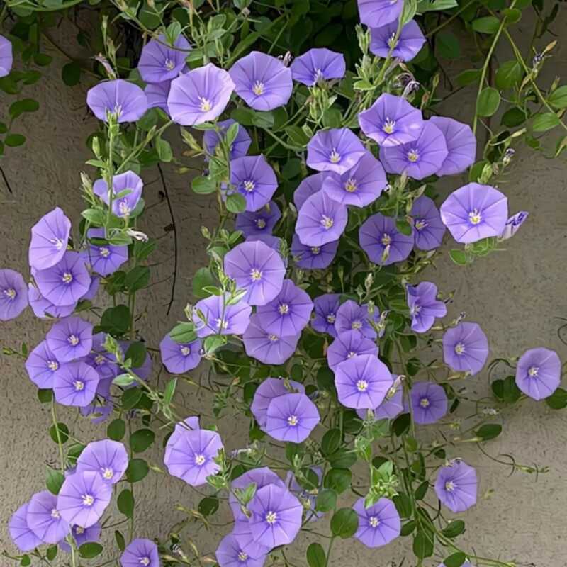 诚智旺 爬藤牵牛花花籽 净籽/千克高清大图
