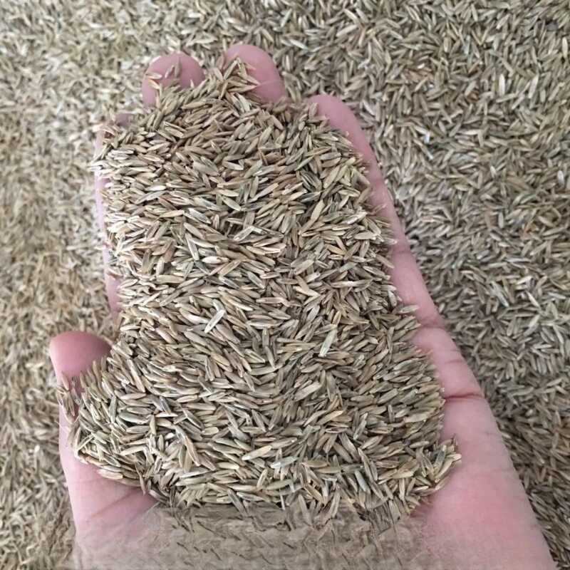 诚智旺 黑麦草草籽 蓝标 净籽/千克高清大图
