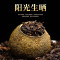 痴福小青柑普洱熟茶新会生晒陈皮云南熟茶柑橘柑普茶叶罐装2罐共500克