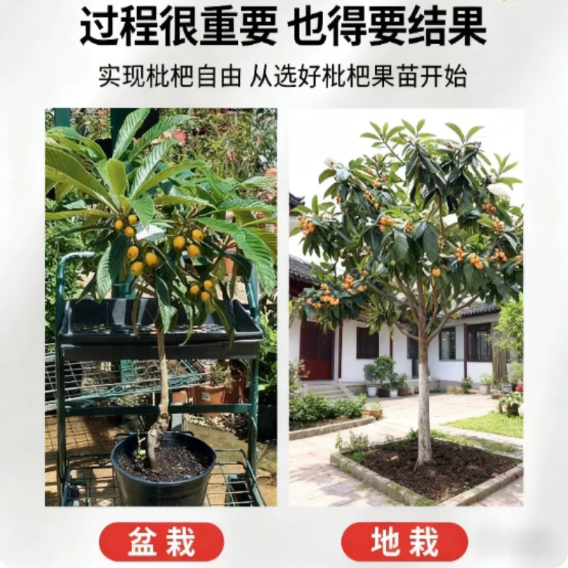 诚智旺 枇杷树五星枇杷 包种植 直径5cm/棵高清大图