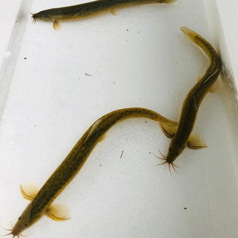 台湾泥鳅苗活体淡水养殖泥鳅苗放生宠物鱼鳄龟饲料小泥鳅苗饲料鱼 1