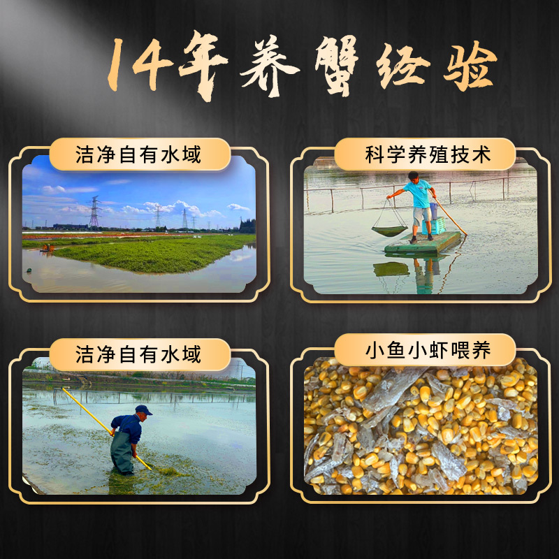 [苏鲜生推荐] [礼券]蟹灵阁阳澄湖大闸蟹礼券螃蟹卡中秋礼盒提货礼品卡公3.5两母2.5两4对8只装