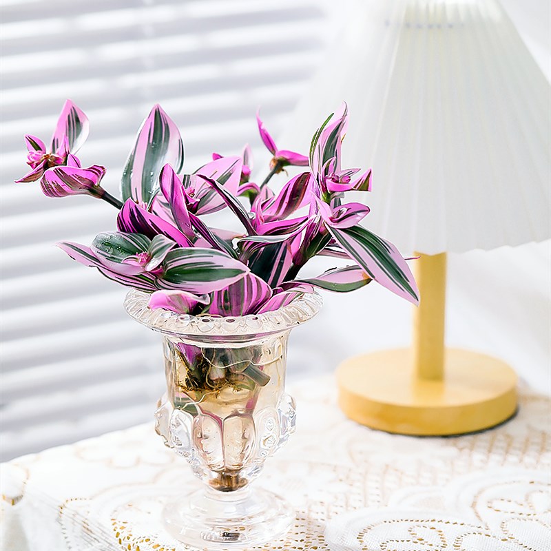 油画婚礼吊兰水培植物胭脂云绿植盆栽花卉公司办公室室内桌面盆栽