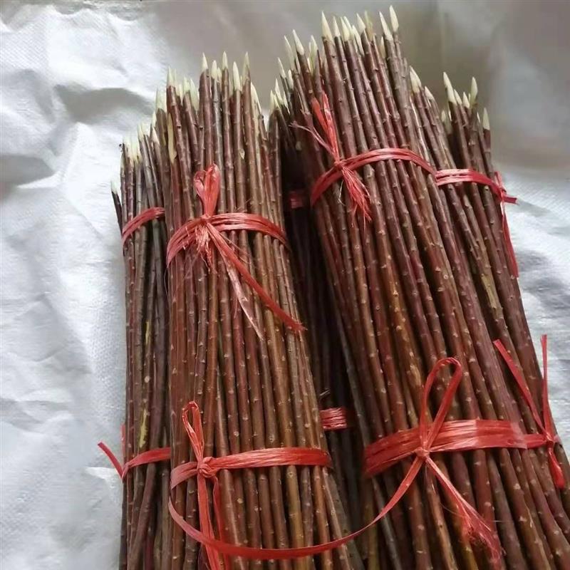 新疆红柳烤肉签子红柳枝红柳木烤肉签子红柳签子3050厘米参数
