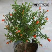 庭院阳台观赏盆栽翠叶石榴月季牡丹重瓣花石榴果树苗花卉盆景绿植牡丹花石榴(1年苗)10cm(含)-19cm(含)