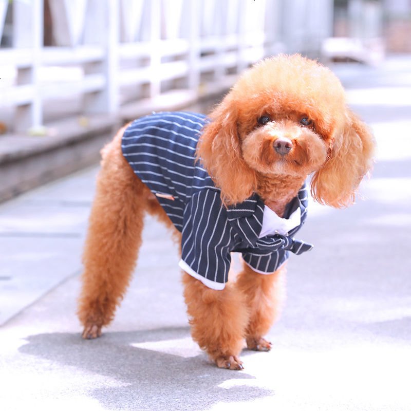 宁百辰(ningbaichen)宠物服饰报价_参数_图片_视频_怎么样_问答-苏宁