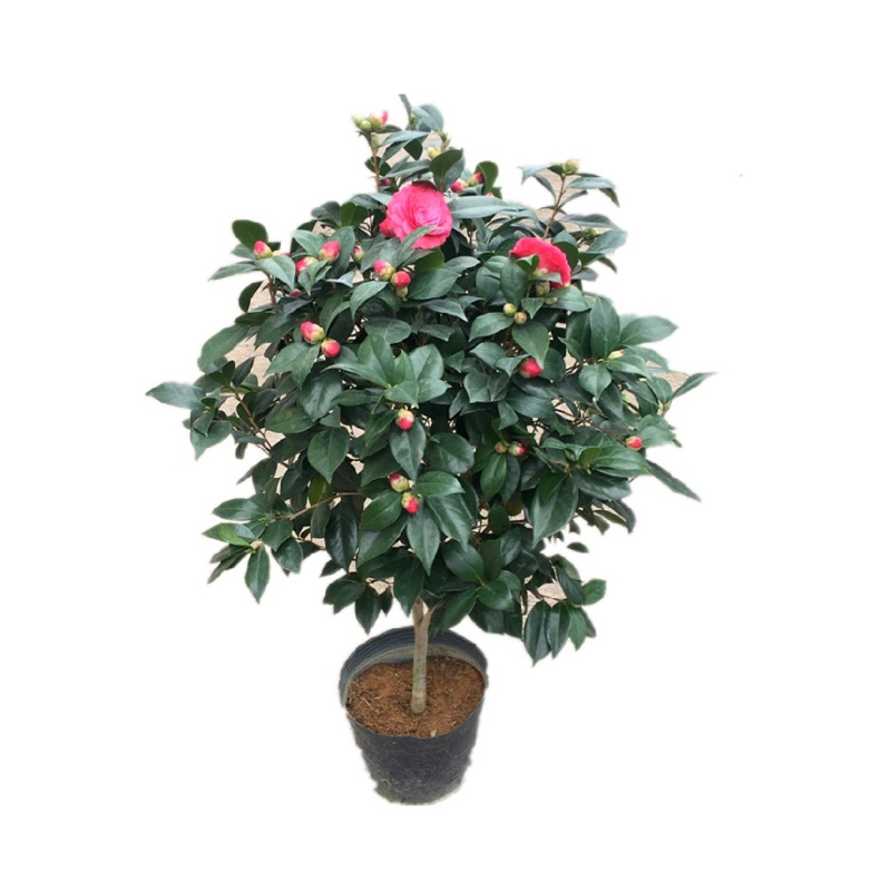 企购优品 盆栽茶花苗 四季香妃茶花盆栽 苗花卉植物
