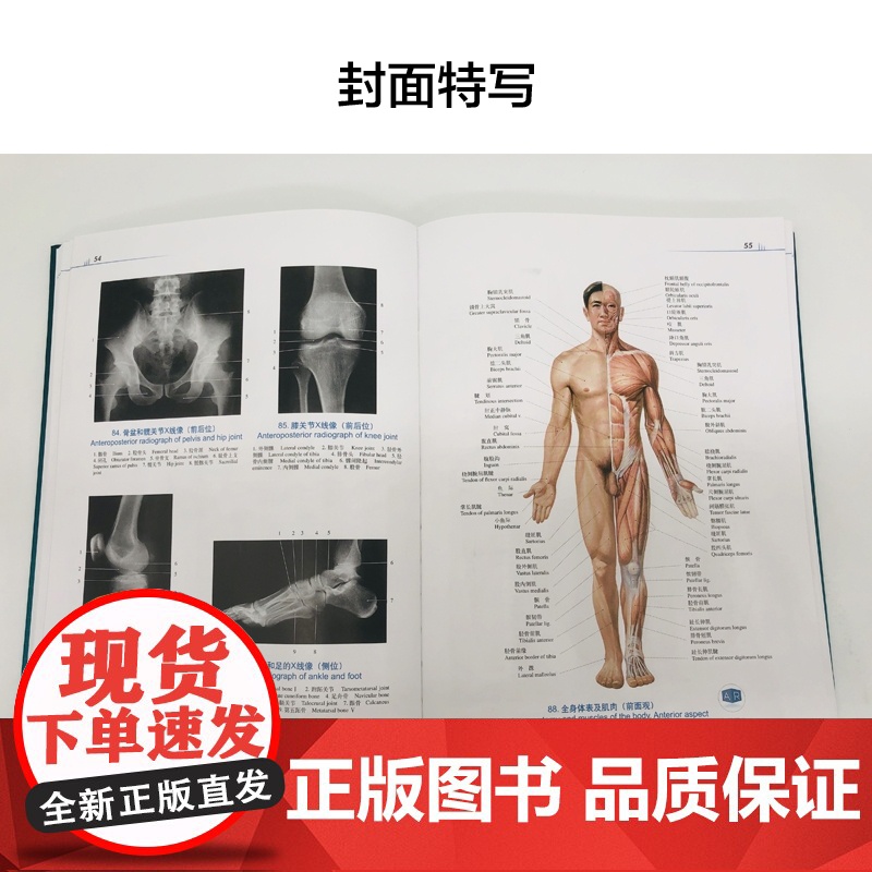 人体解剖彩色学图谱 第三版第3版新版郭光文3D搭奈特医用医学生解剖书外科全彩局部系统实用解剖彩绘本科大学教材二版升级人民高清大图