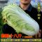 大白菜籽种子籽孑抗热耐寒储存抗病东北棵棵18斤夏秋冬四季播蔬菜 颗颗十八斤[北京新三改良款]大白菜 [原装]600粒(5